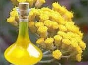 Heichrysum italicum essential oil _ Immortelle